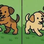 IQ testas: raskite 3 skirtumus dviejų šuniukų nuotraukose per 51